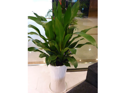 養(yǎng)護(hù)公司如何對花卉租賃進(jìn)行養(yǎng)護(hù)，有什么好處?